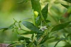 Capsicum annuum